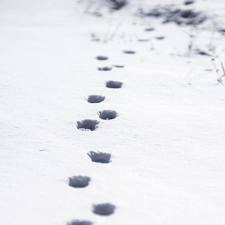 Animal Tracking - logo